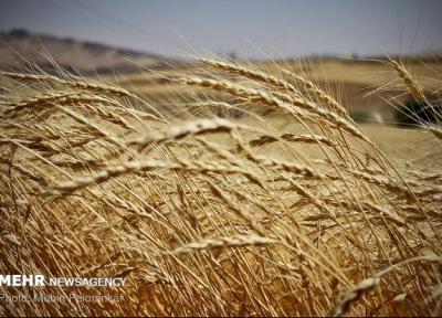 برداشت نخستین گندم کشور در سیستان و بلوچستان شروع شد
