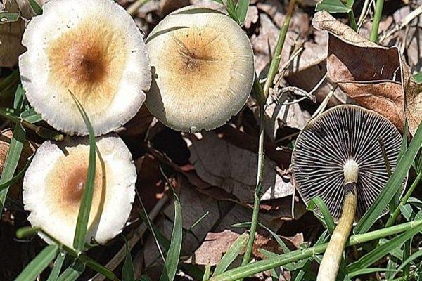 مراقب قارچ های سمی باشید، مرگ در یک قدمی شماست مراقب قارچ های سمی باشید، مرگ در یک قدمی شماست