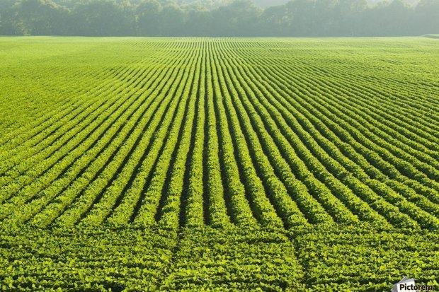 جشنواره ایده های برتر بخش کشاورزی برگزار می گردد