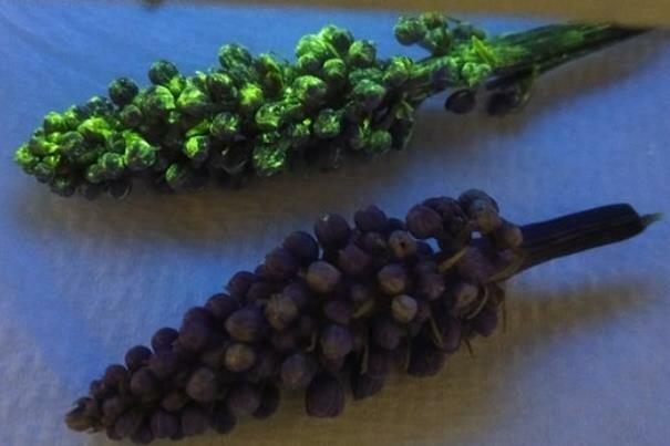 گیاهان به حسگرهای شیمیایی تبدیل می شوند