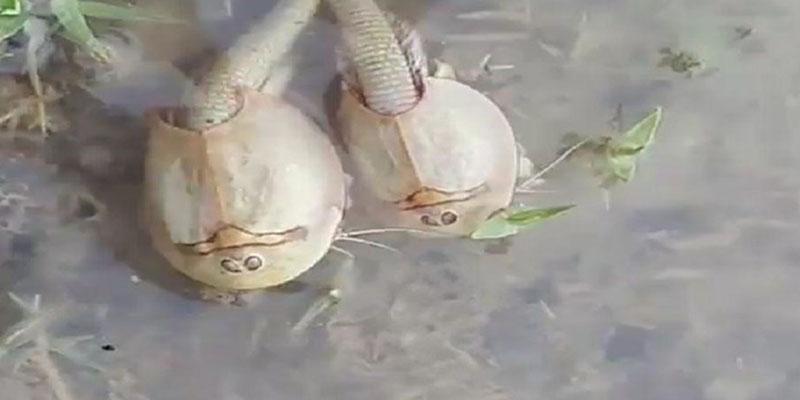 فسیل زنده در تالاب بین المللی هامون مشاهده شد