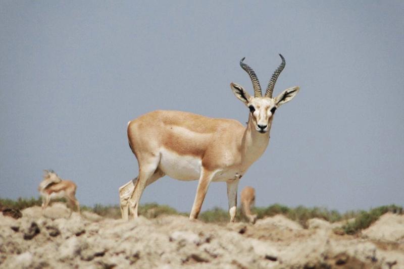 1500 راس آهو دراستان بوشهر زیست می نمایند