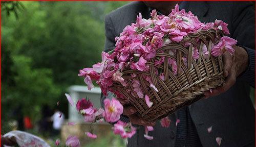 گلاب گیری در اشراق
