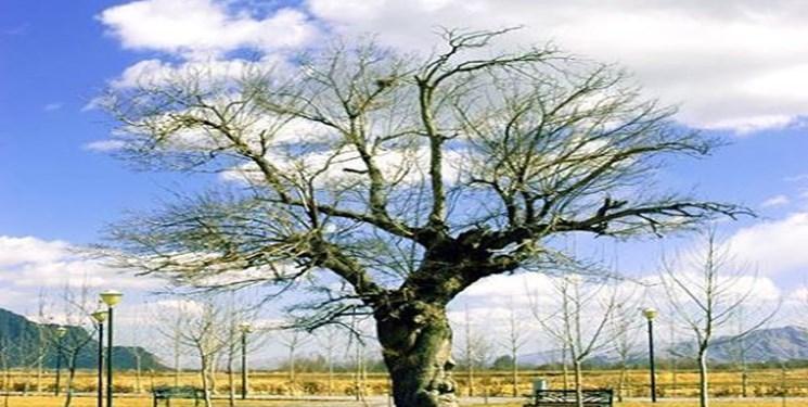 این دستگاه ایرانی مانع هدر رفتن توت ها می گردد