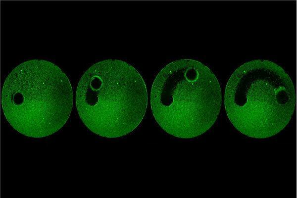 میکرورباتی که قرار است دندان هایمان را تمیز کند