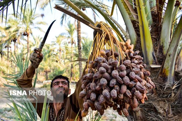 خرمای ایرانی نیازمند تقویت بیشتر خاک ها