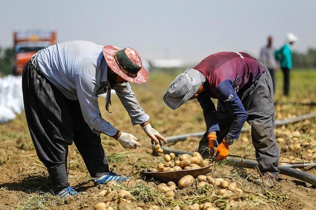 نیترات سیب زمینی ها در حد مجاز است؟