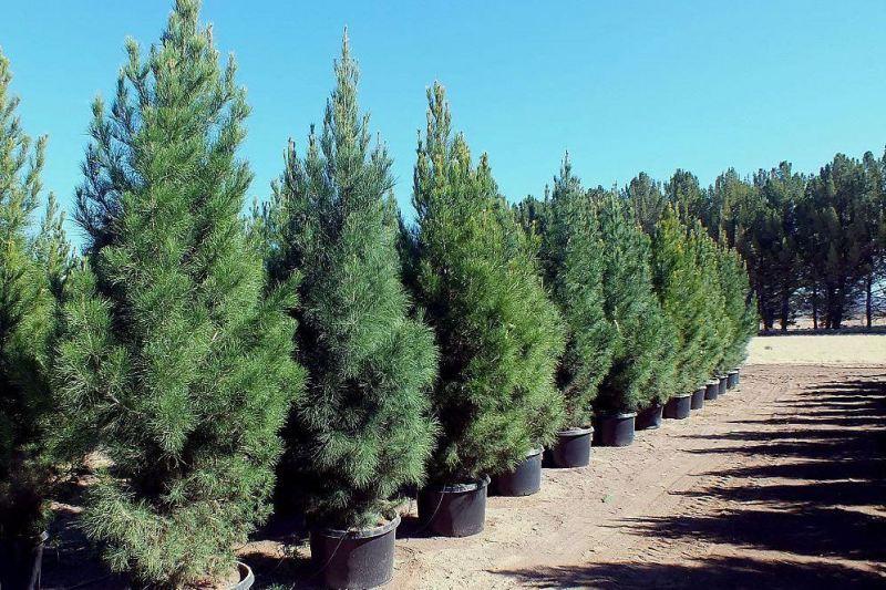 دانشگاه ها سال گذشته 200 هزار درخت کاشتند