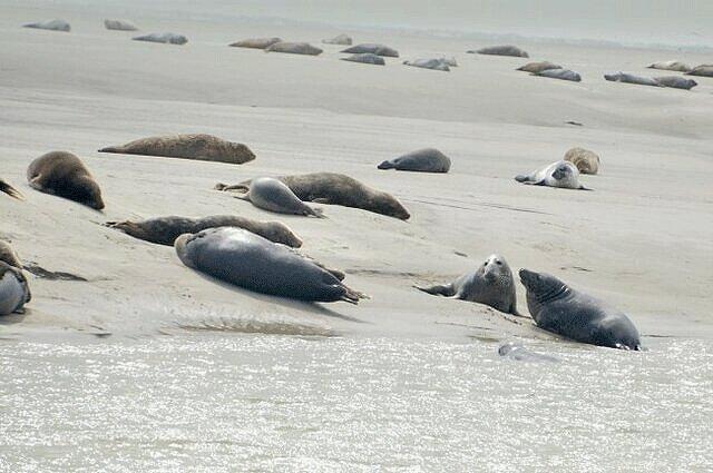 فُک ها به یاری ناسا می آیند