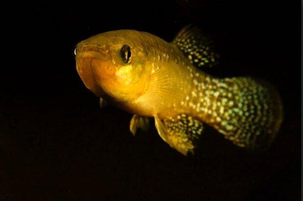 این ماهی می تواند در آب های آلوده زندگی کند!