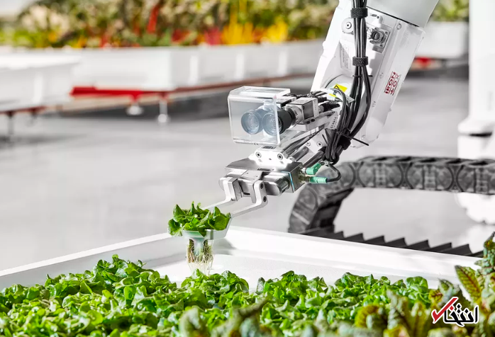 فروش سبزیجات رباتیک شروع شد ، انقلاب هوش مصنوعی در بخش کشاورزی