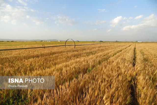 مزارع اردبیل در سلامت کامل هستند