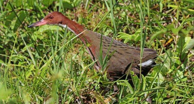 احیای پرنده منقرض شده پس از چند هزار سال