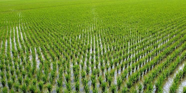 نانوفیلتر تصفیه آب از ضایعات کشاورزی ساخته شد