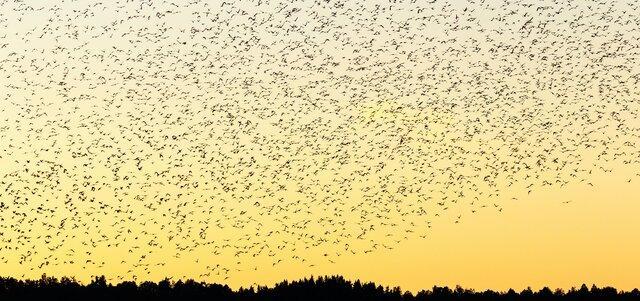 برنامه ریزی خودروهای خودران با الهام از حرکت دسته جمعی حیوانات!