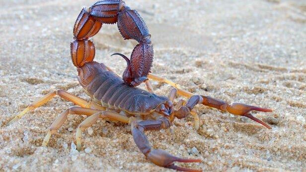 یاری زهر عقرب به تشخیص سرطان مغز