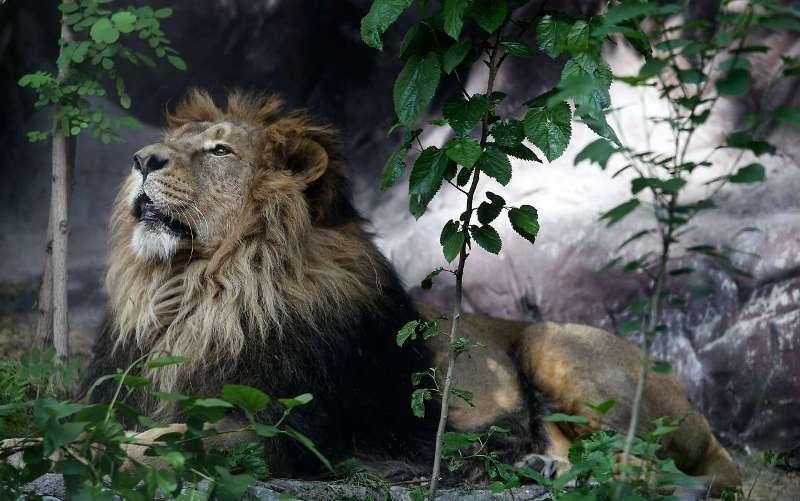 شیر ایرانی در پیچ و خم احیا