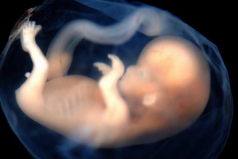 دانشمندان:رشد جنین در رحم مصنوعی ظرف یک دهه آینده ممکن می گردد