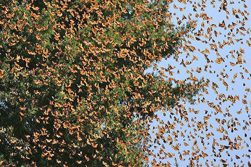 چرایی افزایش حشرات در استان تهران؛ از پروانه ها تا ملخ ها