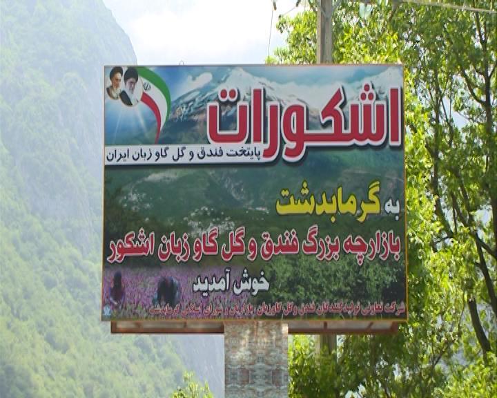 جلوه گری شکوفه های بنفش میان ییلاقات سرسبز گیلان