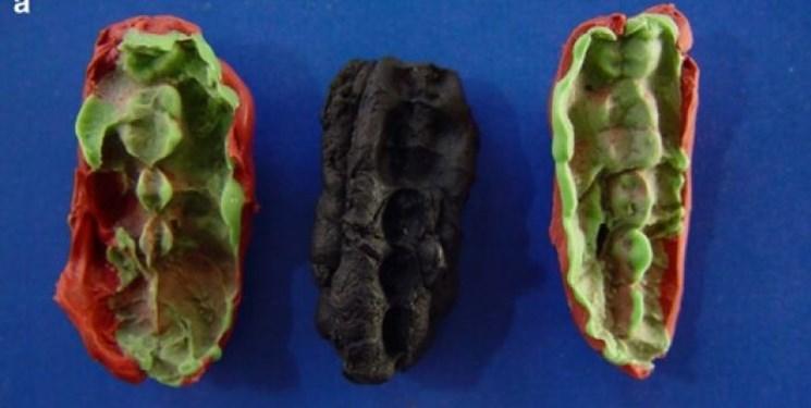 کشف قدیمی ترین DNA انسان در صمغ جویده شده