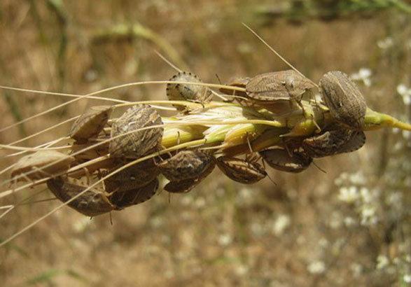 مهمان ناخوانده ای که سودآوری گندم را کاهش می دهد