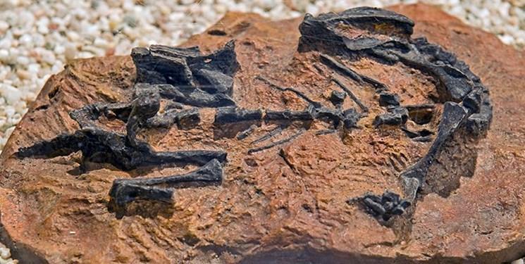 بچه های دایناسورها چهار دست و پا راه می رفتند