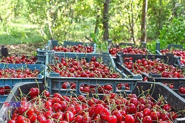 جشنواره ای به رنگ گیلاس جشنواره ای به رنگ گیلاس