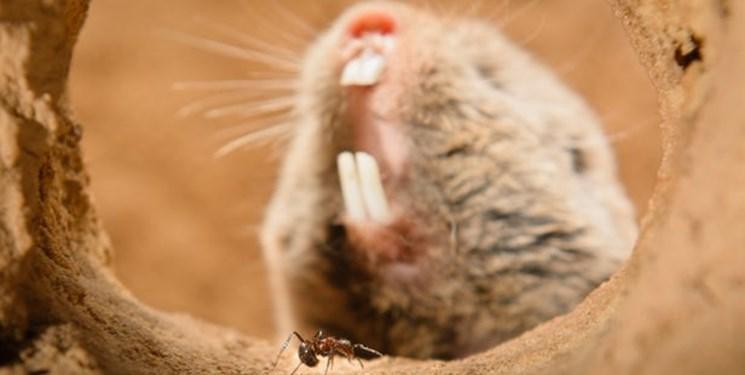 تقلید از موش های صحرایی؛ راهی برای تسکین درد