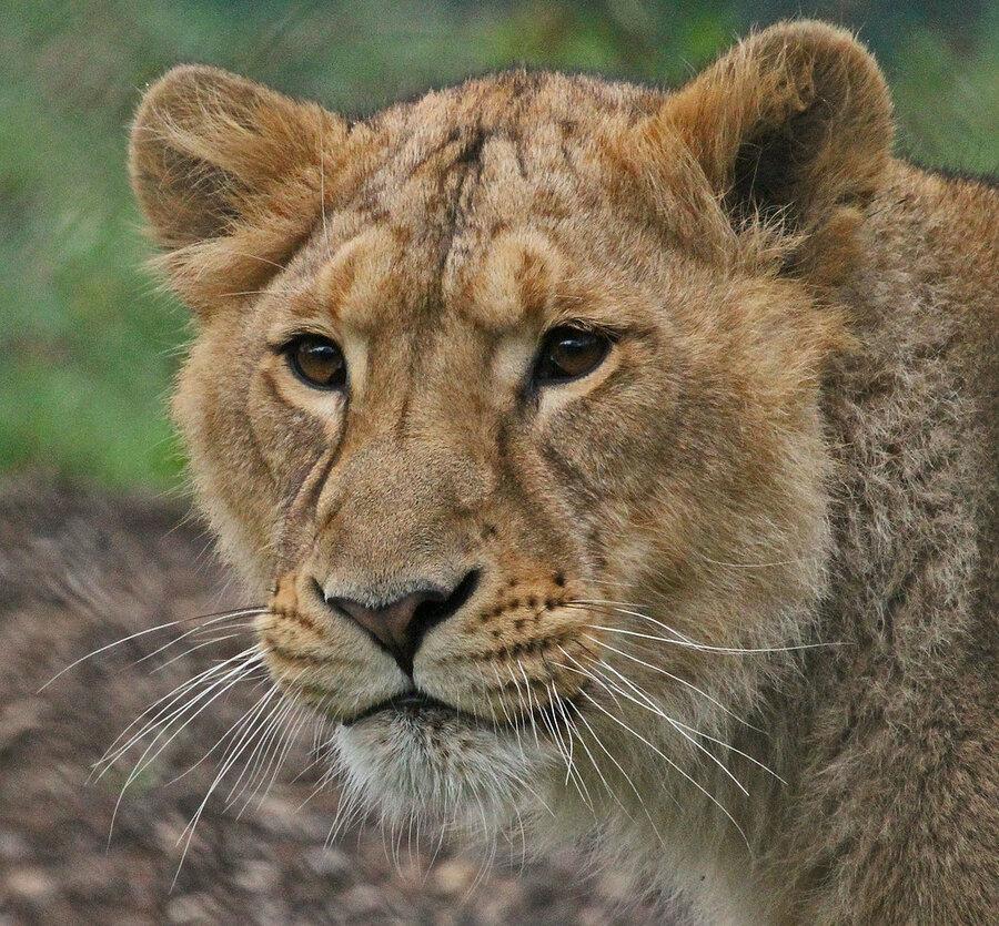 ماده شیر ایرانی وارد تهران شد