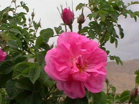 جشنواره گل و گلاب لایزنگان داراب