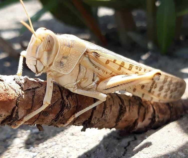 بالاخره پای موجودات کمی چندش ولی نه چندان خطرناک به تهران باز خواهد شد؟