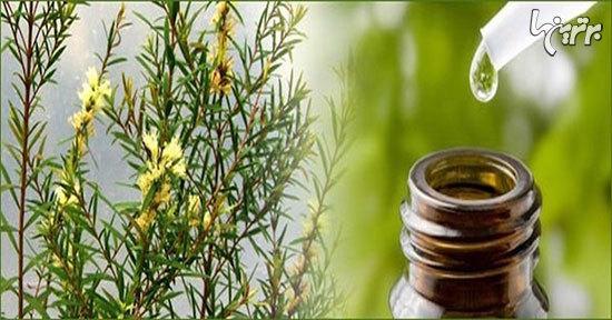 فواید شگفت انگیز روغن درخت چای برای سلامتی فواید شگفت انگیز روغن درخت چای برای سلامتی