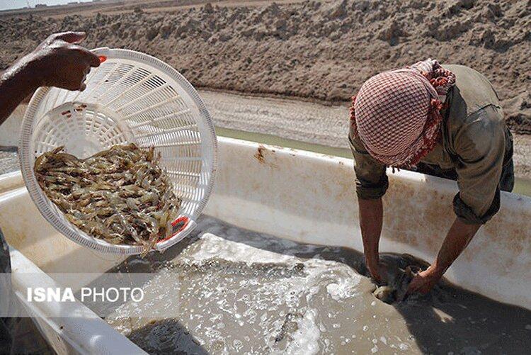 مزارع میگو؛ سد راه گردشگران روستای کانی