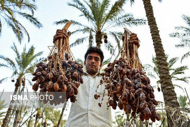 شروع برداشت خرما در 34 هزار هکتار از نخلستان های هرمزگان
