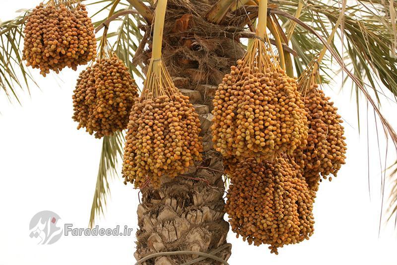فواید فوق العاده خوردن خرما در 10 روز فواید فوق العاده خوردن خرما در 10 روز