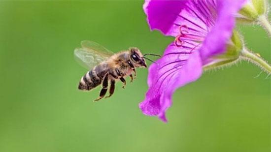 آنچه اقتصاددانان باید از زنبور ها یاد بگیرند