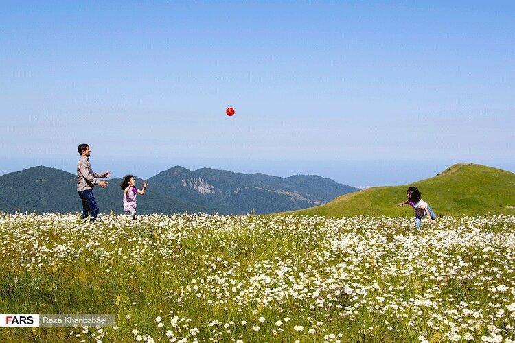 جشنواره ای از جنس بابونه