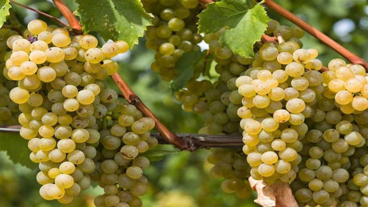 داربستی کردن تاکستان های ملایر شتاب گیرد