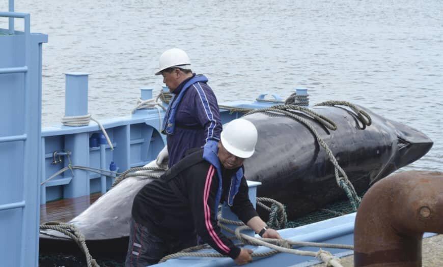 ژاپن از کمیسیون بین المللی صید نهنگ خارج شد