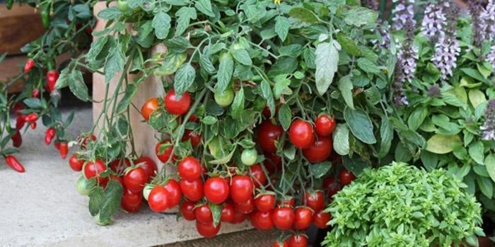 آموزش کاشت گوجه گیلاسی در گلدان؛ مراحل کاشت و شرایط نگهداری