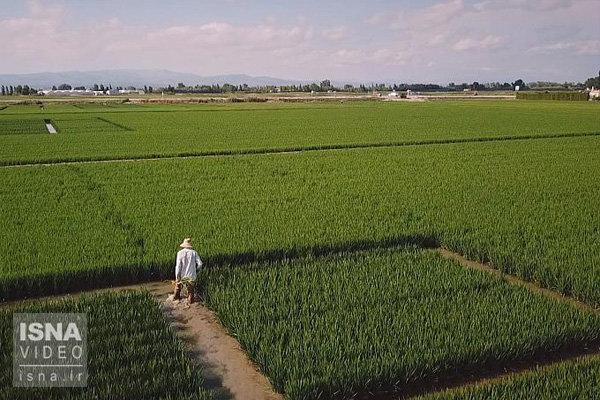 افزایش رشد و عملکرد برنج، جو و پنبه با کودهای بیولوژیکی تولیدشده از باکتری