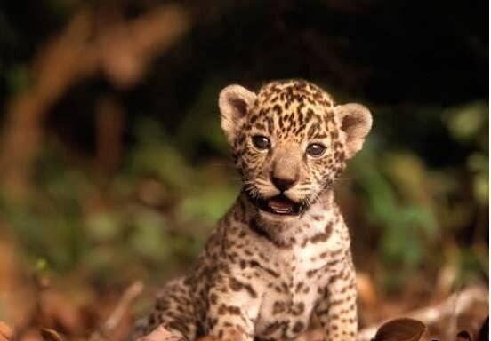 تعریف 7 سایت گردشگری حیات وحش در اردبیل