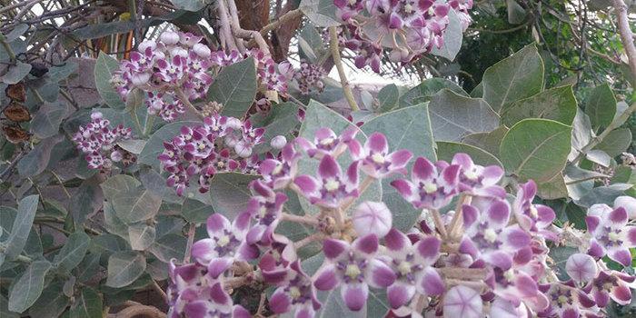 خواص گیاه استبرق در درمان بیماری ها