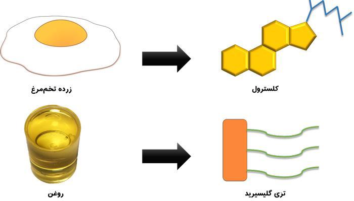فرق کلسترول با تری گلیسیرید چیست و هر یک چه اهمیتی دارند؟