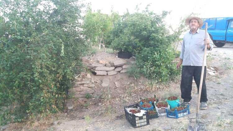 ملایر؛ شهر باغ های آلبالو