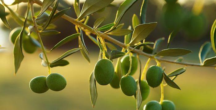 آموزش کاشت هسته زیتون در 3 مرحله