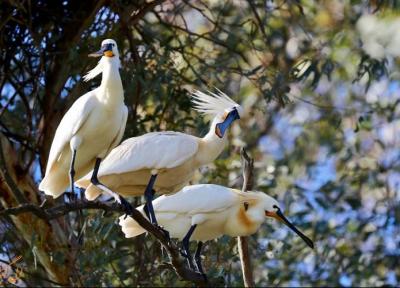 آشنایی با پارک ملی دونیانا در اسپانیا، مکانی ایده آل برای پرنده نگری!