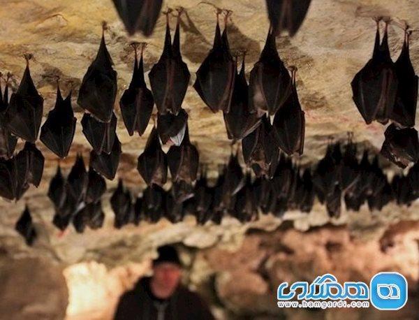 قلمرو مخوف خفاش ها در دهلران