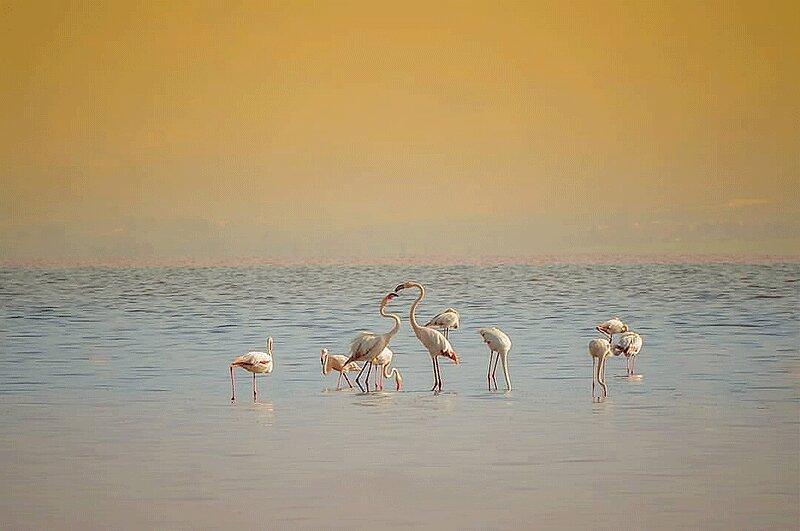 پرواز فلامینگوها بر فراز دریاچه مهارلوی شیراز